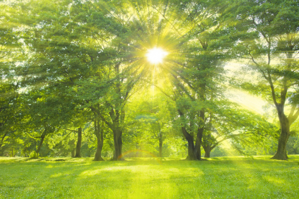 How do trees and green spaces enhance our health?